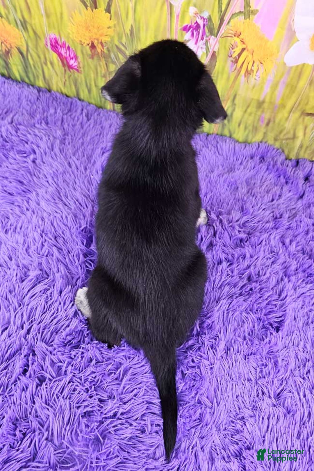 Goberian dogs for sale: Gemma - Image 1