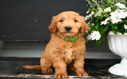 Goldendoodle dogs for sale: Patty - Image 11