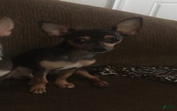 Chihuahua dogs for sale: Captain - Image 17