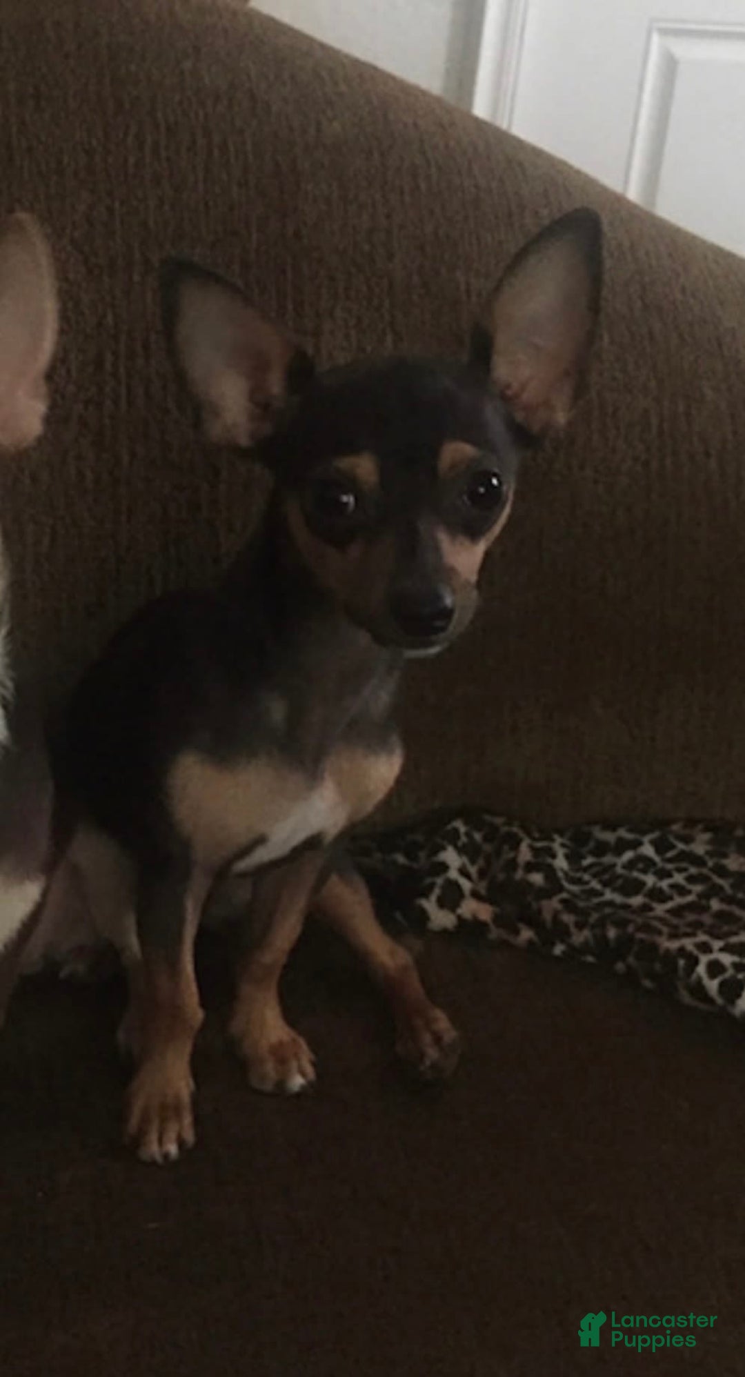 Chihuahua dogs for sale: Captain - Image 17
