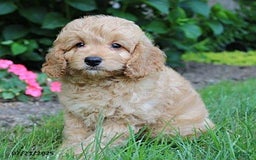 Cockapoo dogs for sale: Oscar - Image 2