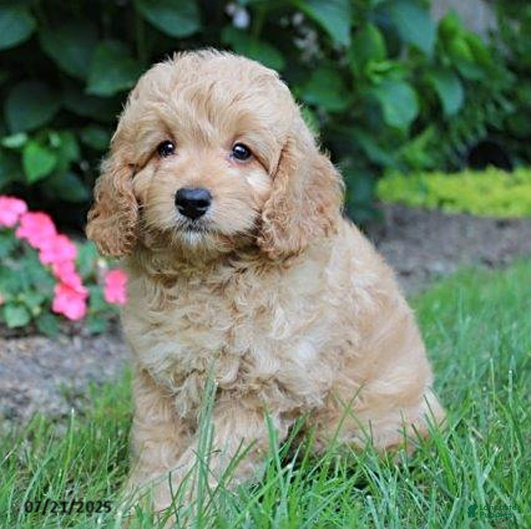 Cockapoo dogs for sale: Oscar - Image 2
