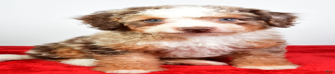 Wanda
