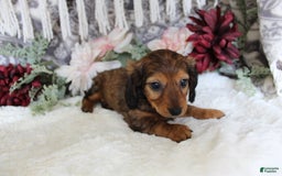 Miniature Dachshund dogs for sale: Gracie - Image 9