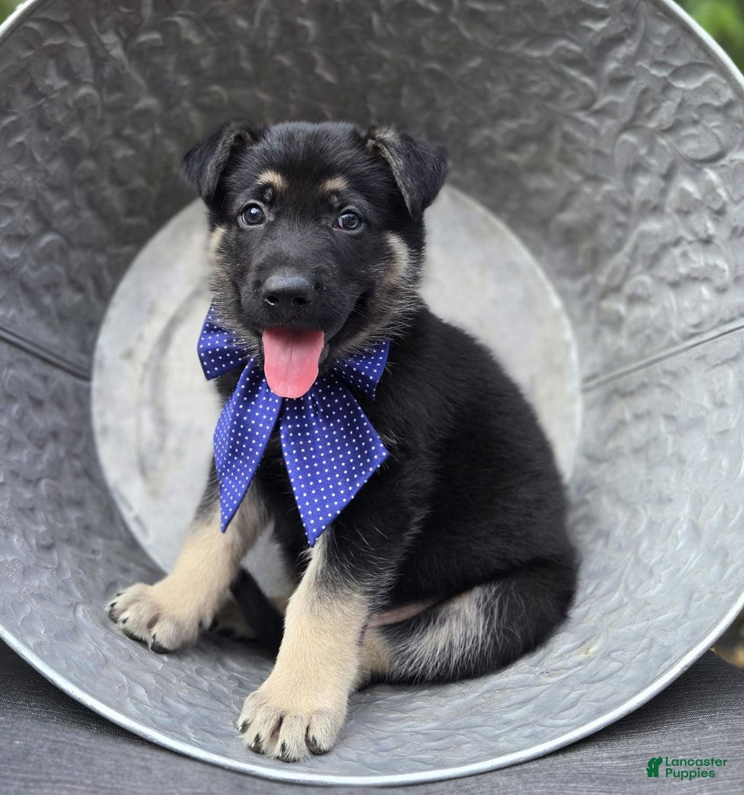 German Shepherd dogs for sale: Randy - Image 5