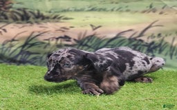 Catahoula Leopard Dog dogs for sale: Houdini 2025 Male 2 - Image 8