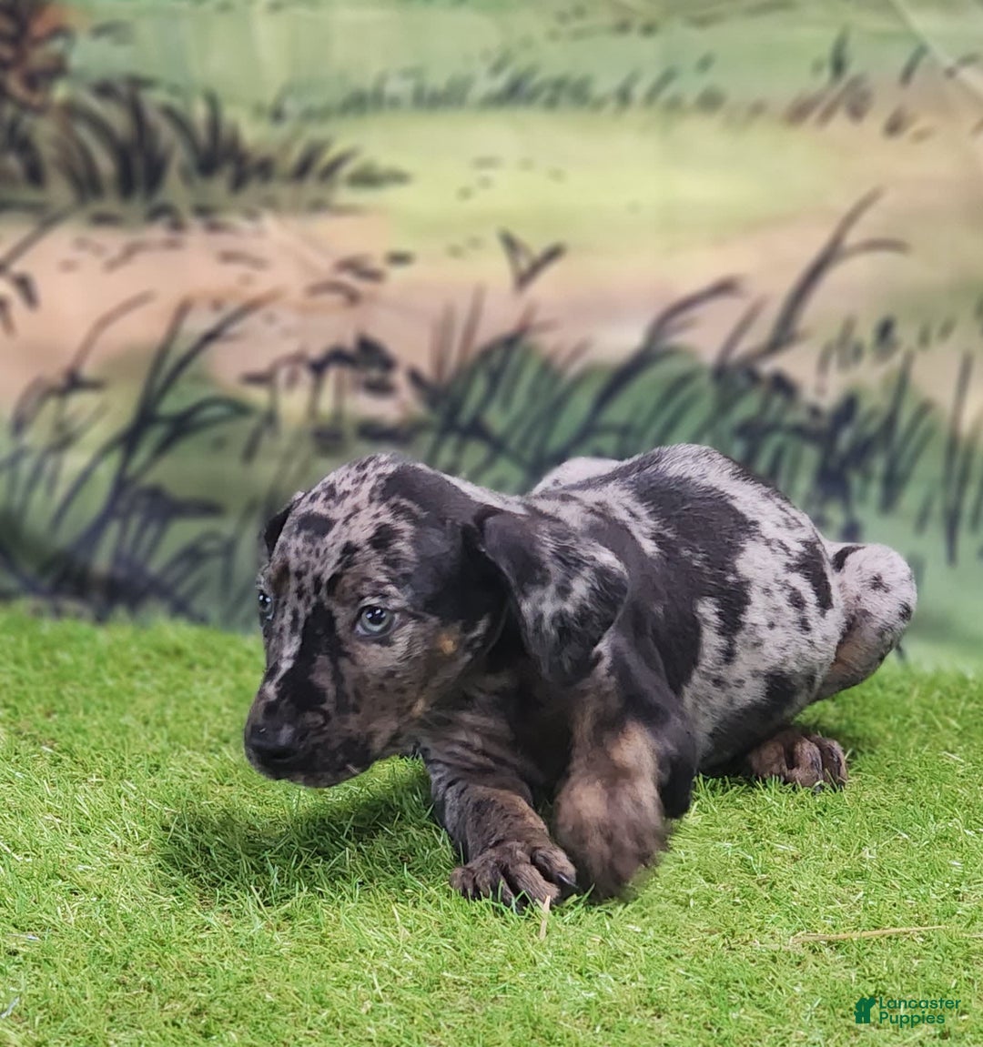 Catahoula Leopard Dog dogs for sale: Houdini 2025 Male 2 - Image 8