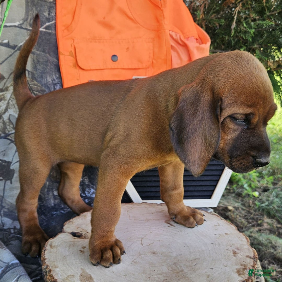 Redbone Coonhound dogs for sale: Willow - Image 2