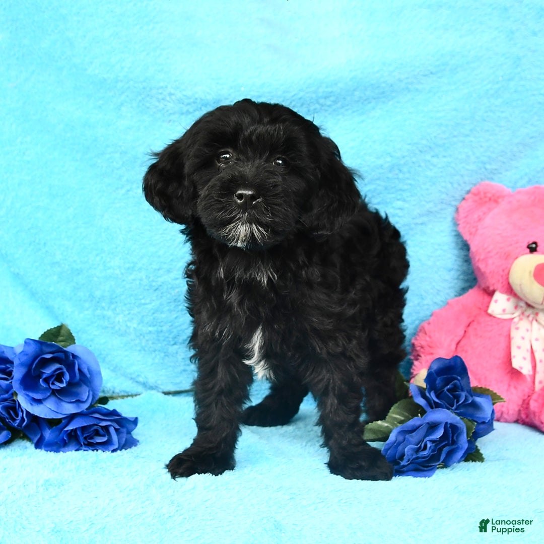 Shihpoo dogs for sale: Tulip - Image 3