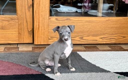 Italian Greyhound dogs for sale: Cj - Image 8