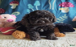 Maltipoo dogs for sale: Count Chocolate - Image 17