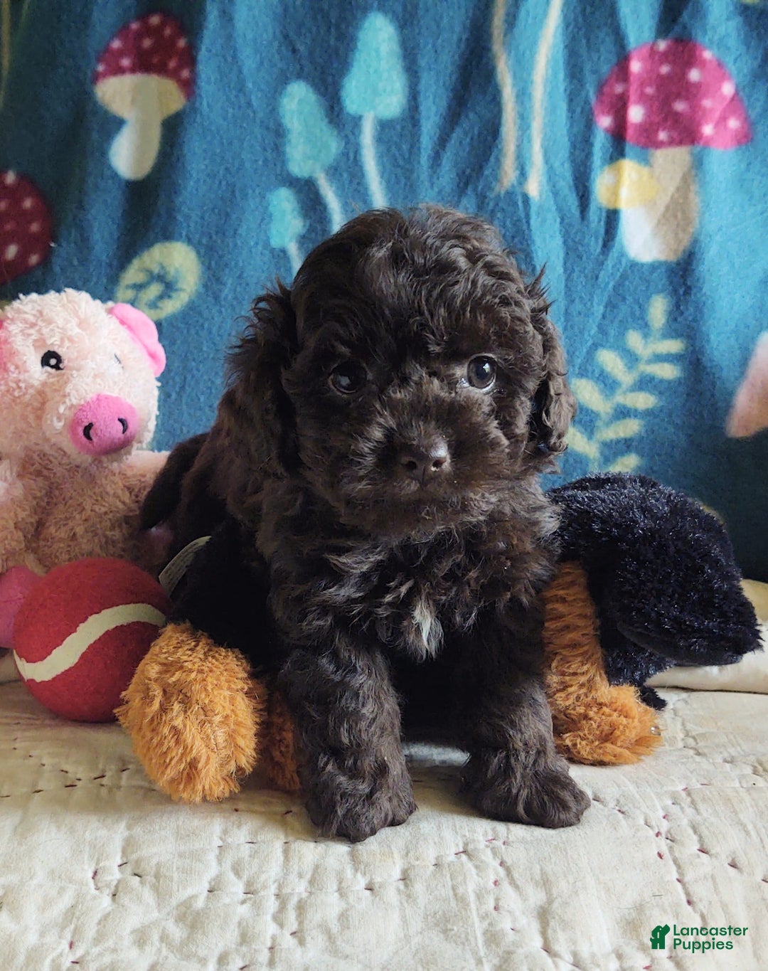 Maltipoo dogs for sale: Count Chocolate - Image 17