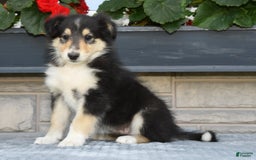 Collie dogs for sale: Patsy - Image 7