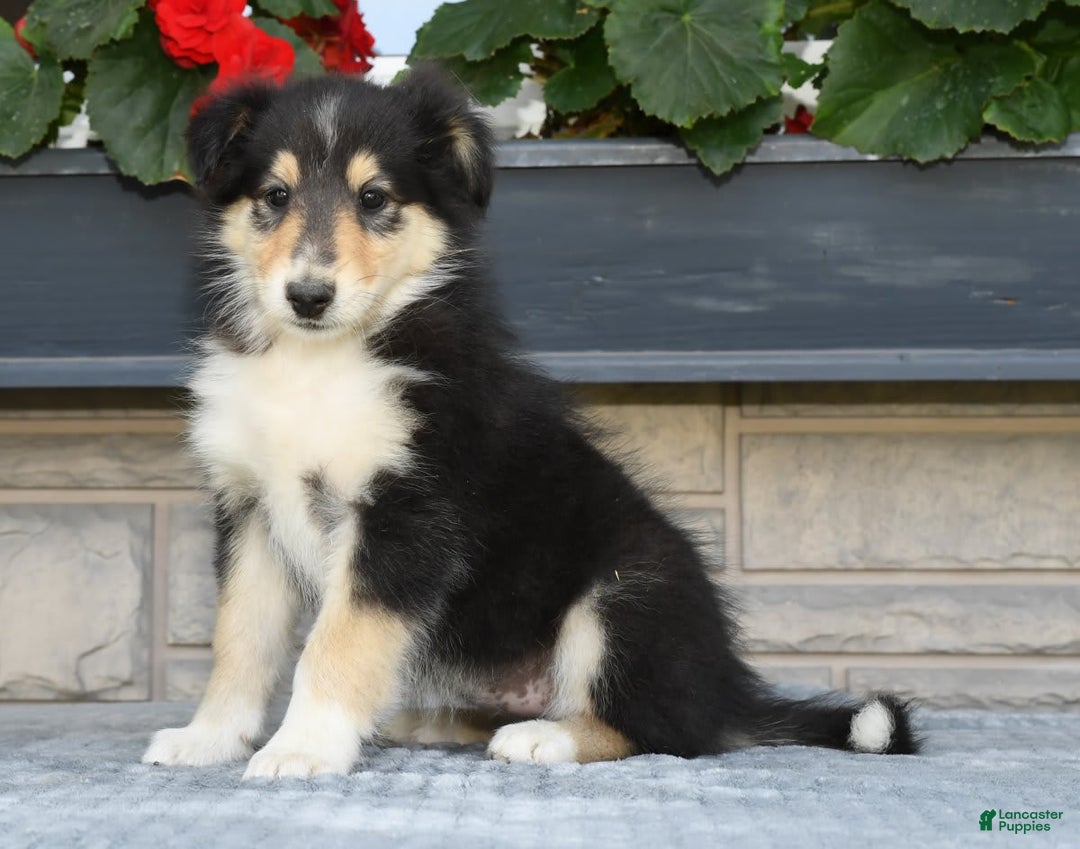 Collie dogs for sale: Patsy - Image 7