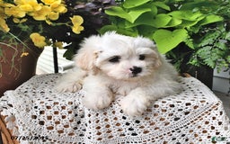 Cavachon dogs for sale: Max - Image 10