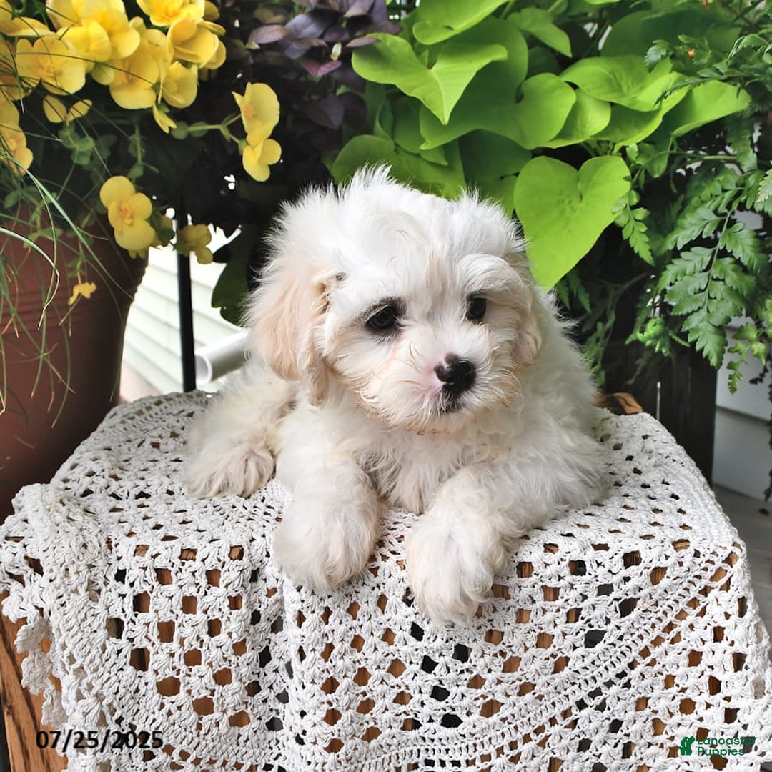 Cavachon dogs for sale: Max - Image 10