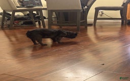 French Bulldog dogs for sale: Fluffy Girl - Image 4