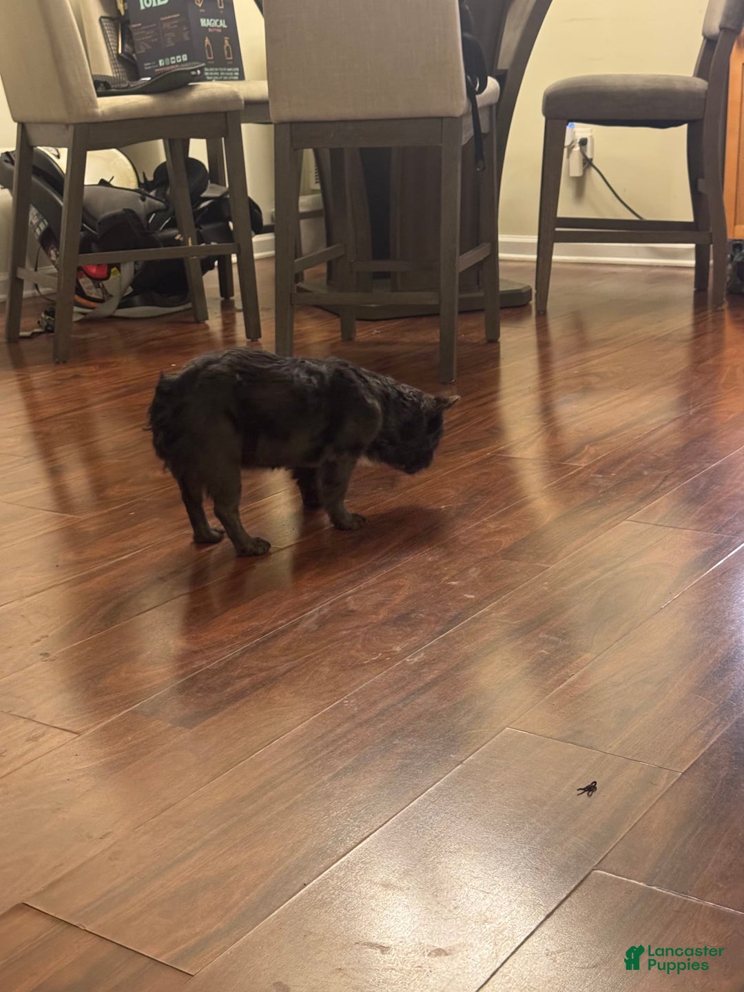 French Bulldog dogs for sale: Fluffy Girl - Image 4