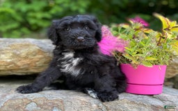 Portuguese Water Dog dogs for sale: Luna - Image 2