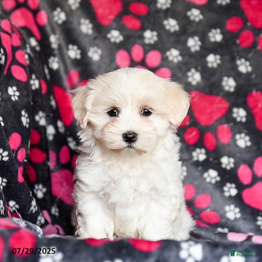 Maltese dogs for sale: Nollie - Image 4