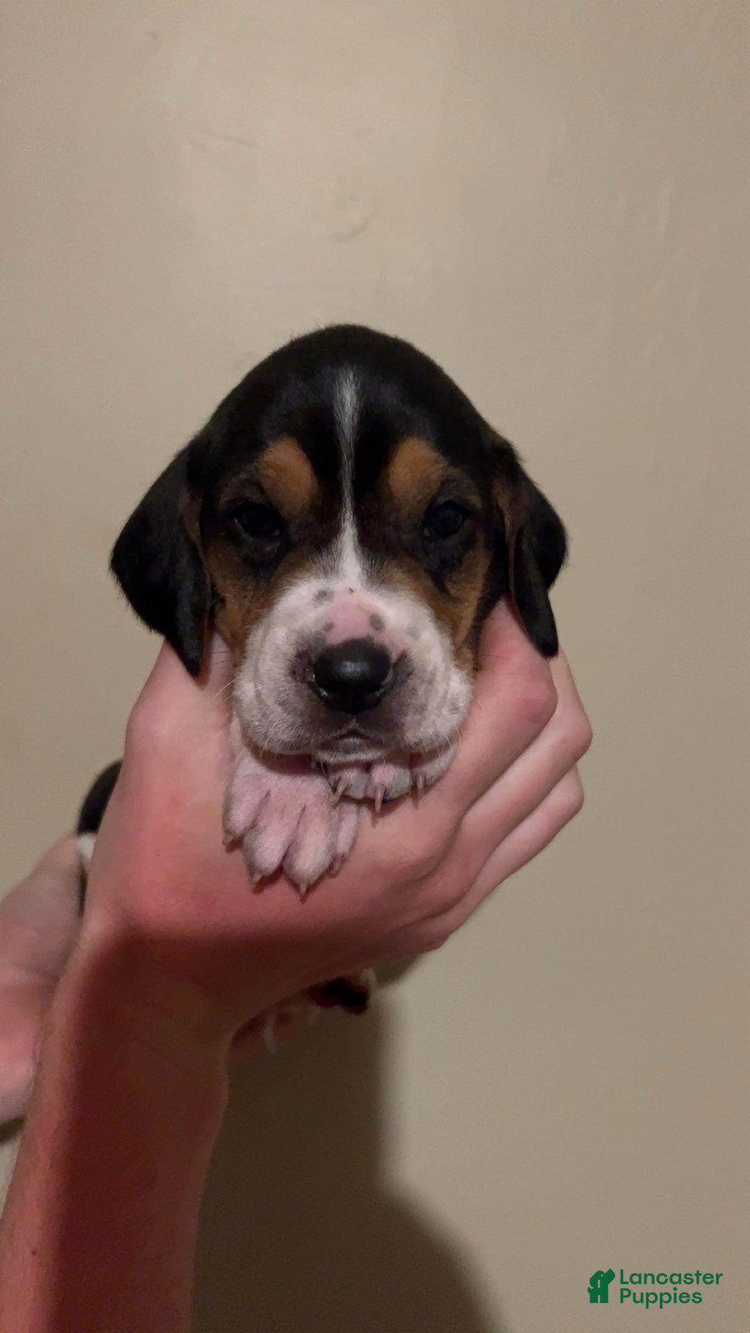 Walker Hound dogs for sale: Purple - Image 1