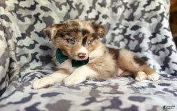 Miniature Australian Shepherd dogs for sale: Onyx - Image 9