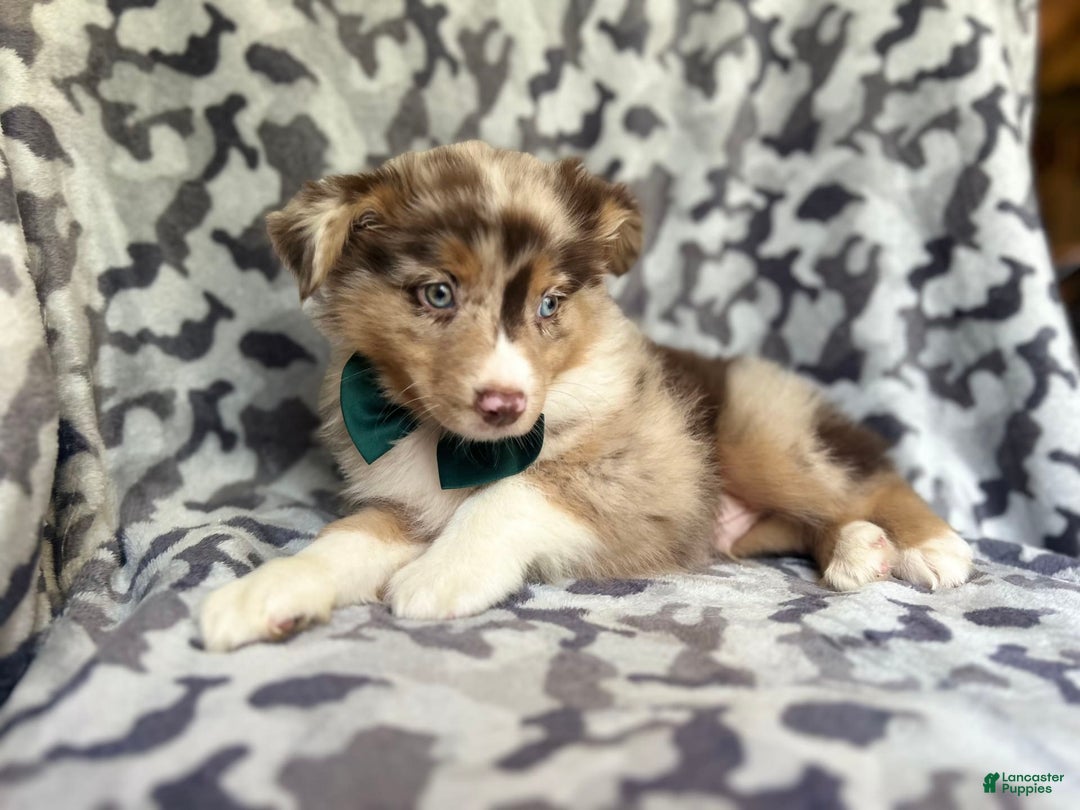 Miniature Australian Shepherd dogs for sale: Onyx - Image 9
