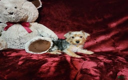 Yorkshire Terrier dogs for sale: LUCA - Image 3