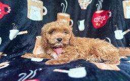 Cavapoo dogs for sale: Ringo - Image 9