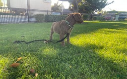 Cane Corso dogs for sale: Naila - Image 4