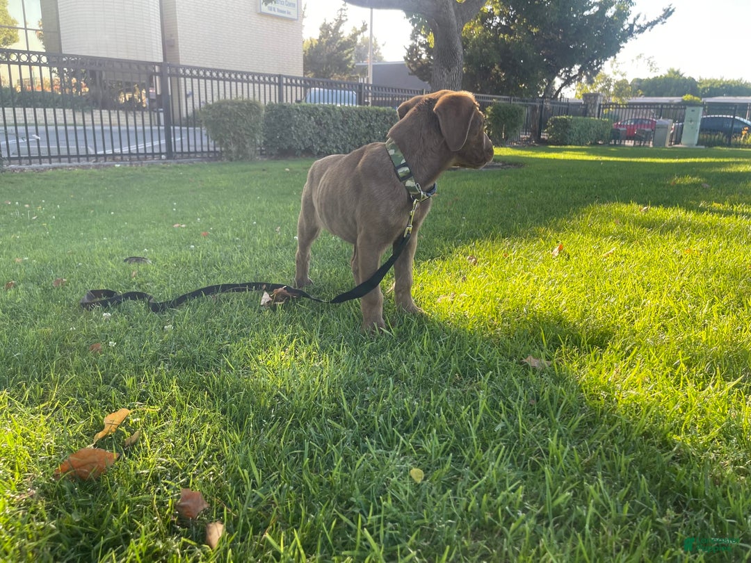 Cane Corso dogs for sale: Naila - Image 4