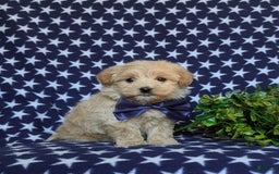 Maltipoo dogs for sale: Sully - Image 8