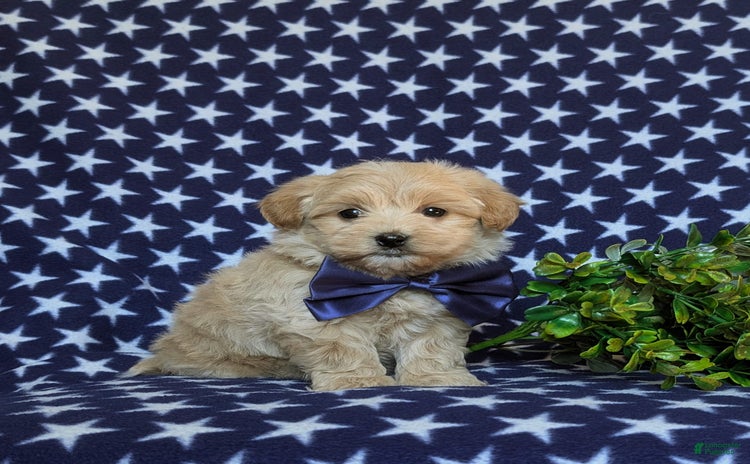 Maltipoo dogs for sale - Ad 1