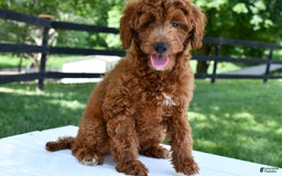 Mini Goldendoodle dogs for sale: Betty - Image 3