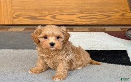 Maltipoo dogs for sale: Gordon - Image 3