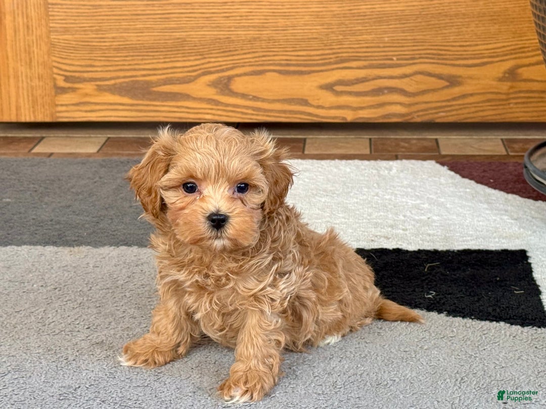 Maltipoo dogs for sale: Gordon - Image 3