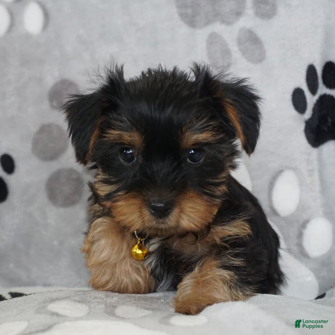 Yorkshire Terrier dogs for sale: Alyssa - Image 10