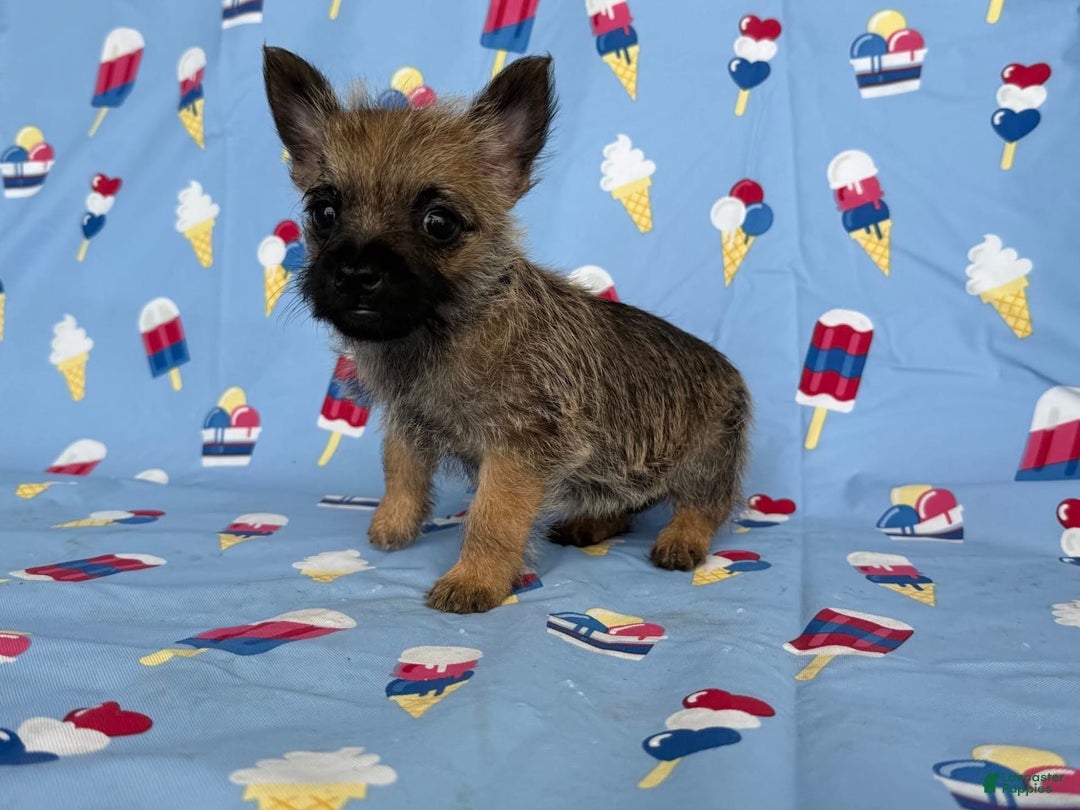 Cairn Terrier dogs for sale: Jayce - Image 4