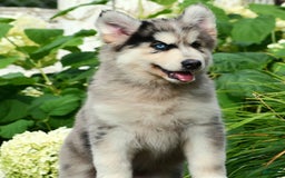 Gerberian Shepsky dogs for sale: Leo - Image 2