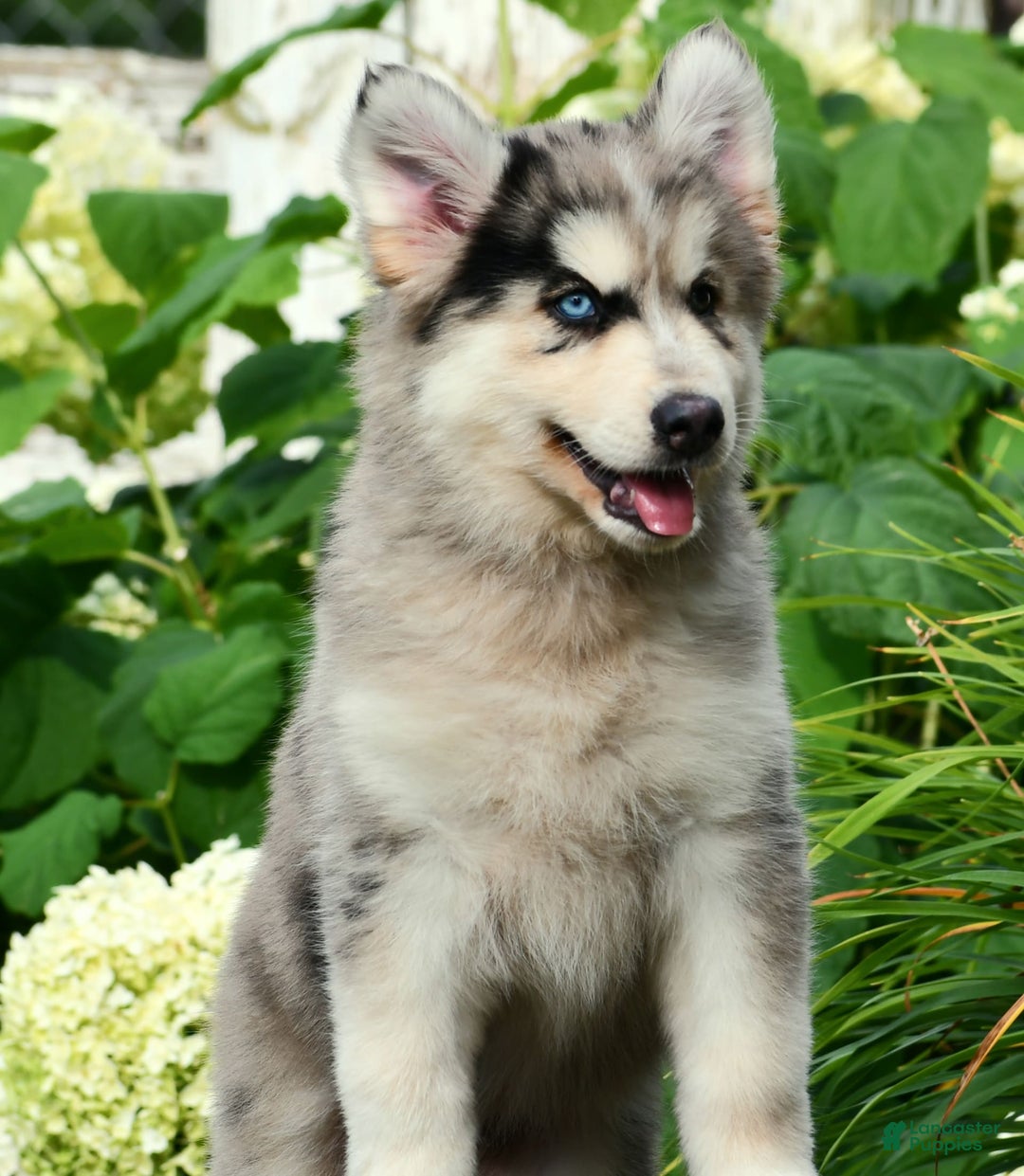 Gerberian Shepsky dogs for sale: Leo - Image 2