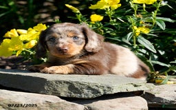 Miniature Dachshund dogs for sale: Missy - Image 2