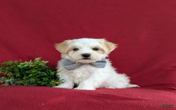 Maltese dogs for sale: Gus - Image 1