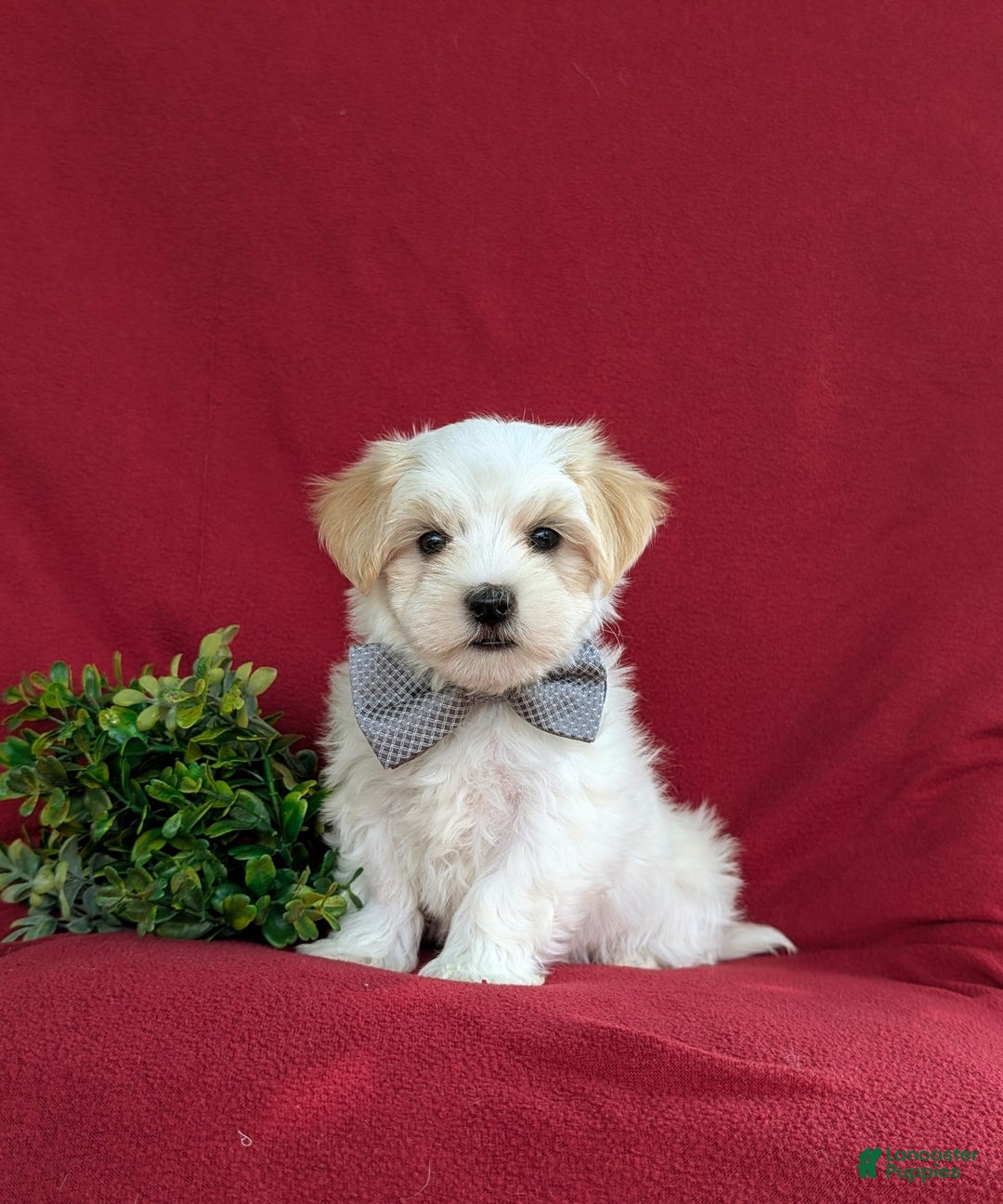 Maltese dogs for sale: Gus - Image 1