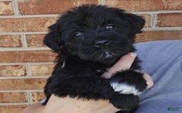 Miniature Schnauzer dogs for sale: Girl 2 - Image 6