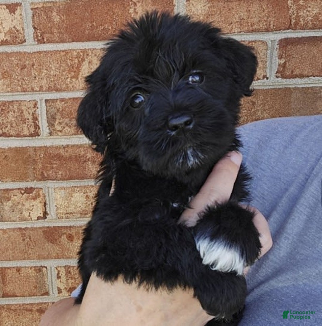 Miniature Schnauzer dogs for sale: Girl 2 - Image 6