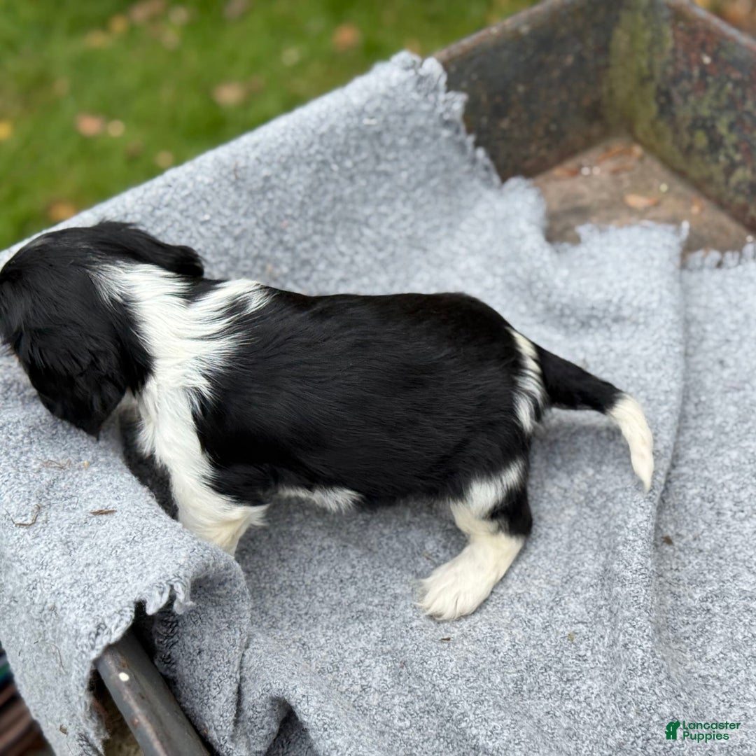 Cavalier King Charles Spaniel dogs for sale: Cody - Image 10