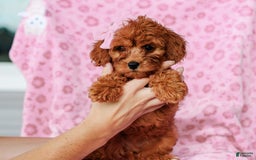 Cavapoo dogs for sale: Brooke - Image 3