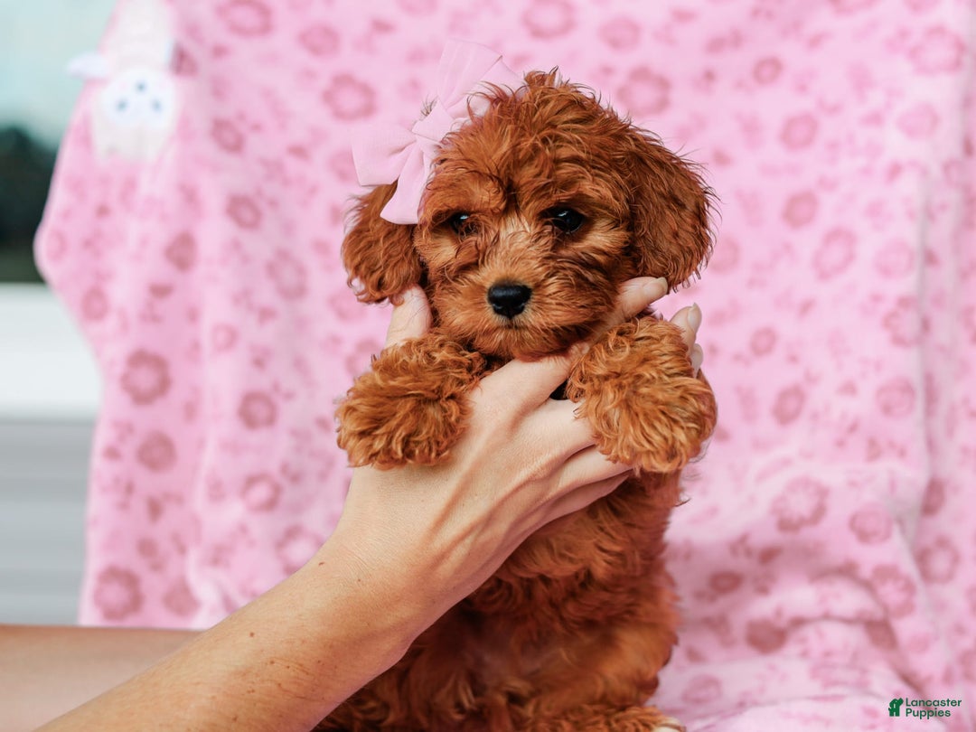 Cavapoo dogs for sale: Brooke - Image 3