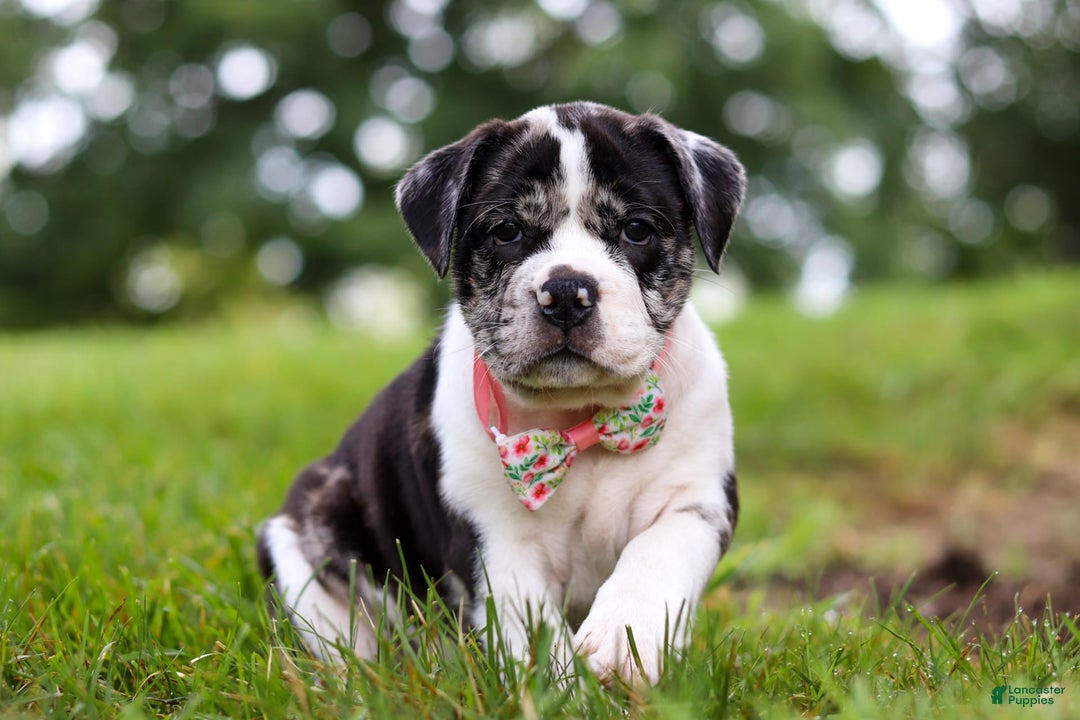 Beabull dogs for sale: Carrie - Image 1