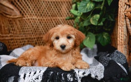 Havapoo dogs for sale: Vinny - Image 3